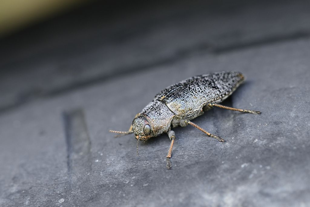 insetto con scudo: Dicerca aenea (Buprestidae)